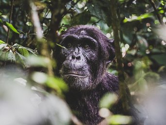 Schimpanse im dichten Dschungel Ugandas
