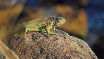 Kleiner Leguan auf einem Stein