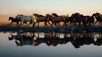 Pferde rennen und spiegeln sich im Wasser