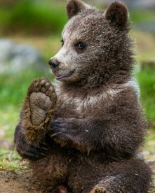 Junger Braunbär hebt seine kleine Tatze