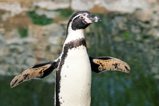 Humboldtpinguin mit ausgestreckten Flügeln