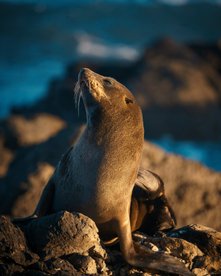 Seelöwe auf Stein - Baja California Reise
