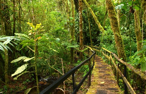 Costa Rica Roadtrip - Kleiner Holzpfad durch den Regenwald