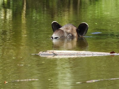 Schwimmender Tapir im Corocovado Nationalpark