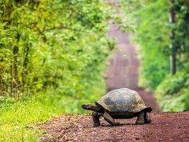 Galapagos Riesenschildkröte überquert eine Matschstraße