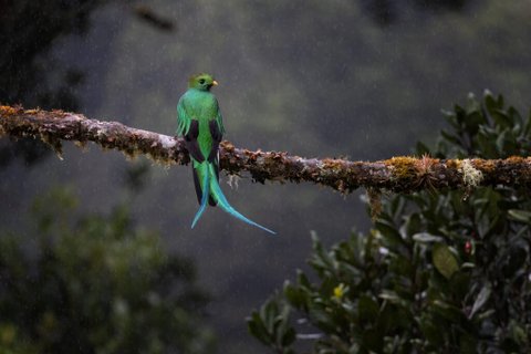 Costa Rica Quetzal