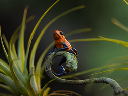 Roter Pfeilgiftfrosch auf einem Blattzweig - künstlerisch