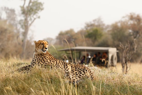 Liegender Gepard und Jeep im Hintergrund