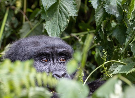 Gorillaaugen schauen durchs Gebüsch