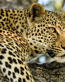 Leopard auf einem Ast im Baum