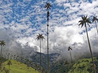 Wachspalmen in Kolumbien