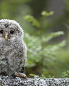 Junger Kauz auf einem Ast im Wald