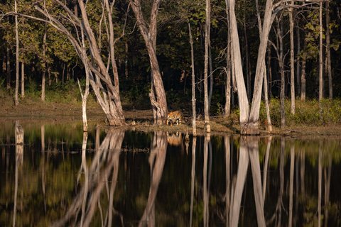 Indien Tiger im Nationalpark