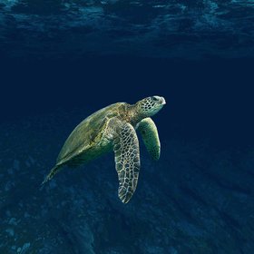 Meeresschildkröte Unterwasser in Guadeloupe & Dominica