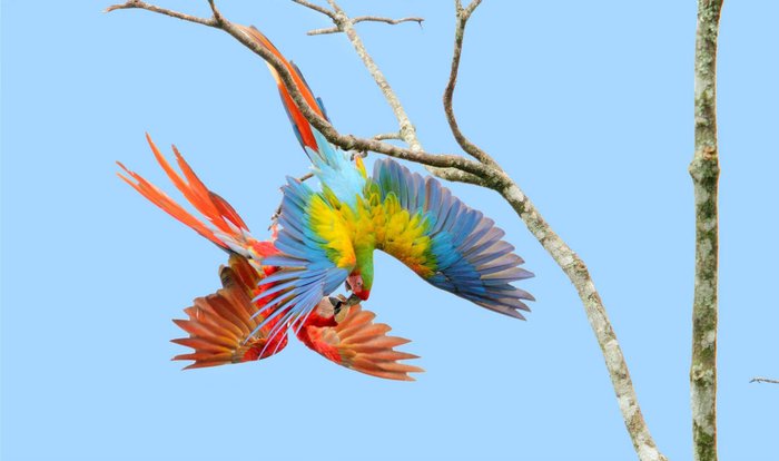 Zwei Hybridaras vor blauem Himmel in Costa Rica