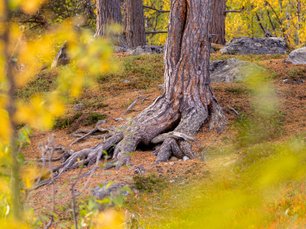 Herbstliches Bild eines alten Baumes in Schweden
