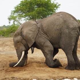 Elefant kniet mit Vorderbeinen auf dem Boden