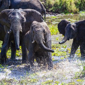Elefanten baden sich im Fluss