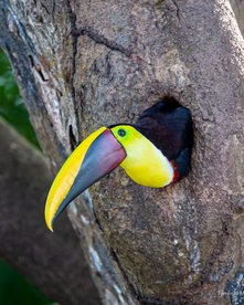 Costa Rica Reise - Juwelen des Dschungels