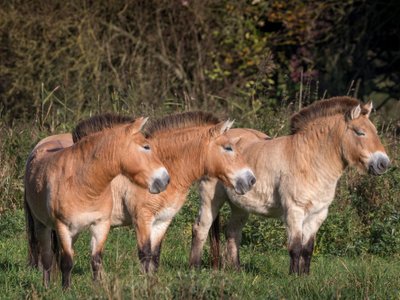 przewalski pferd in der mongolei