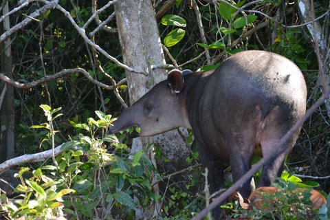 Osa Halbinsel - Tapir vor einem Baum