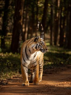 Tigerin Tadoba