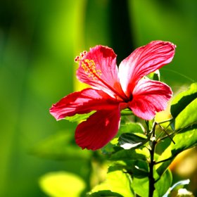 Costa Rica Reisereview