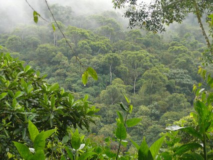 Ecuador & galapagos reise - Blick auf dichten Regenwald