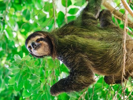 panama gruppenreise - Faultier