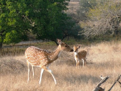 Nordindien Rundreise - eine Axis Hirschkuh mit Kalb