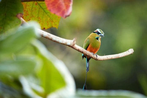 Nicaragua Rundreise - bunter Vogel Motmot auf einem Ast