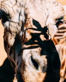 Giraffenkopf
