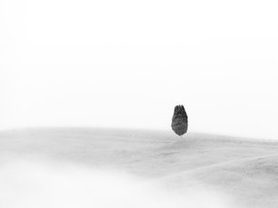 Schwarz-weiß Fotografie einer einzelnen Zypresse auf weitem Feld