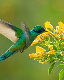 Nahaufnahme eines trinkenden Kolibris