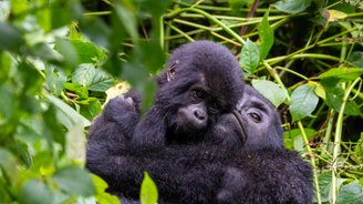 Zwei Gorillas umarmen sich herzig in Uganda