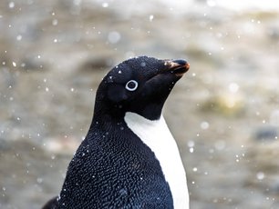 Adelie Pinguin Nahaufnahme
