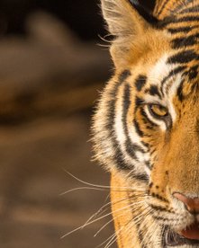 Blick eines majestätischen Tigers direkt in die Kamera