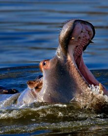 Flusspferd mit offenem Maul im Wasser