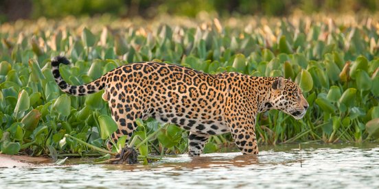 Jaguar im hohen wasser von der Siete aufgenommen - Brasilien Fotoreise Pantanal