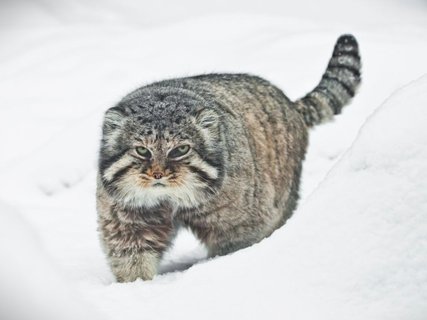 Katze läuft durch schnee 