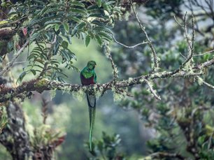 Quatzal in einem Baum