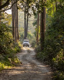 Safariauto im indischen Wald