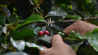 Zwei Kaffeebohnen an einem Kaffeestrauch