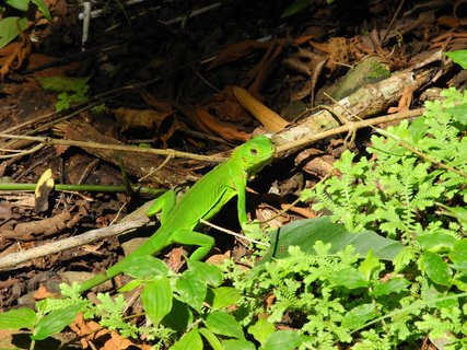 panama in 1 woche - Basilisk