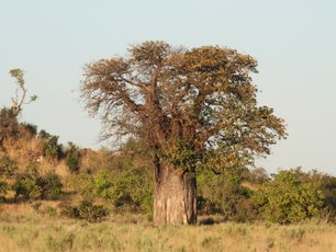 Savuti Affenbrotbaum