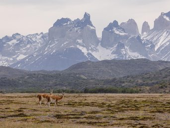 guanacos aus ebene vor bergkulisse