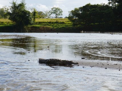 Costa Rica 2 Wochen Gruppenreise - Krokodil am Tarcoles