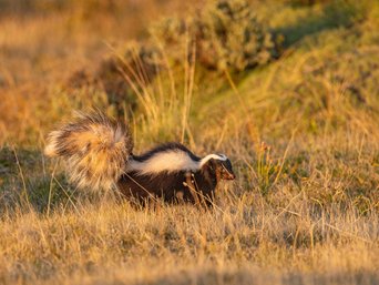 stinktier seitenansicht