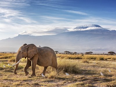 Elefant in Savanne vor dem Kilimandscharo - Tansania Highlights