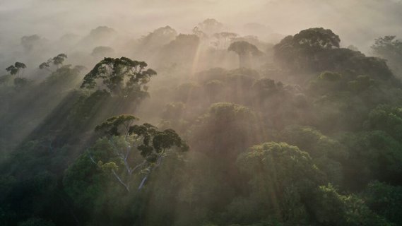 Costa Rica Nebelwald